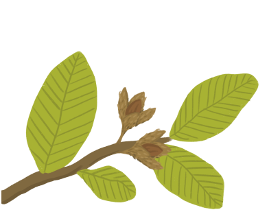 Grafik eines Buchenastes. Ein Stiel eines Buchen Baumes. Mit brauner Rinde und hellgrünen, ovalen Blättern. An den Enden wachsen zwei Bucheckern in ihren schon aufgeplatzten, stacheligen Schalen.