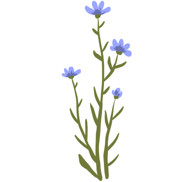 Grafik einer Flachspflanze. Eine Pflanze mit hohem, grünen Stiel und vier einzelnen, blauen Blüten.