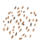 Grafik von Leindotter-samen. Viele kleine und hellbraune Samen mit ovaler Form.
