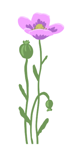Grafik einer Mohnblume. Eine Pflanze mit hohem, grünen Stiel. Mit einer einzelnen purpurnen Blüte und einer grünen Samenkapsel.