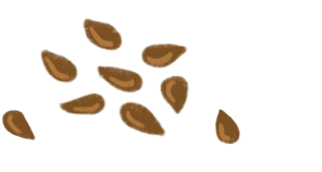 Grafik von Leinsamen.
Neun braune Samen mit ovaler Form, die auf einer Seite spitz zulaufen.