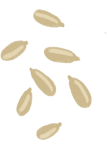 Grafik von Sonnenblumenkernen.
Sieben graue Samen mit schmaler, ovaler Form, die auf einer Seite spitz zulaufen.