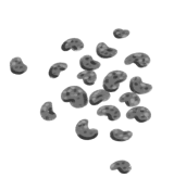 Grafik von Mohnsamen.
19 grau schwarze, sehr kleine Samen mit rundlich gebogener Form.