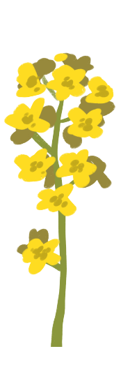 Grafik einer Rapspflanze. Eine Pflanze mit hohem, grünen Stiel und doldenartigen gelben Blüten.